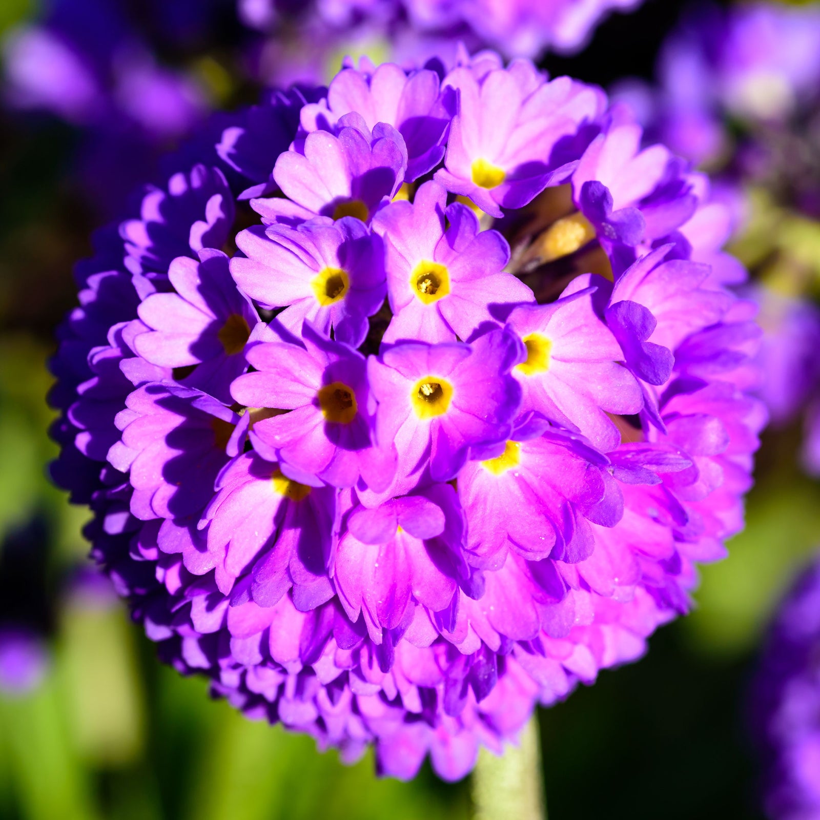 Close-up of Primula denticulata Lilac (Drumstick Primrose) 9cm/1.5L featuring clustered purple blooms with yellow centers, rising above lush green leaves, with additional blossoms softly blurred in the background.