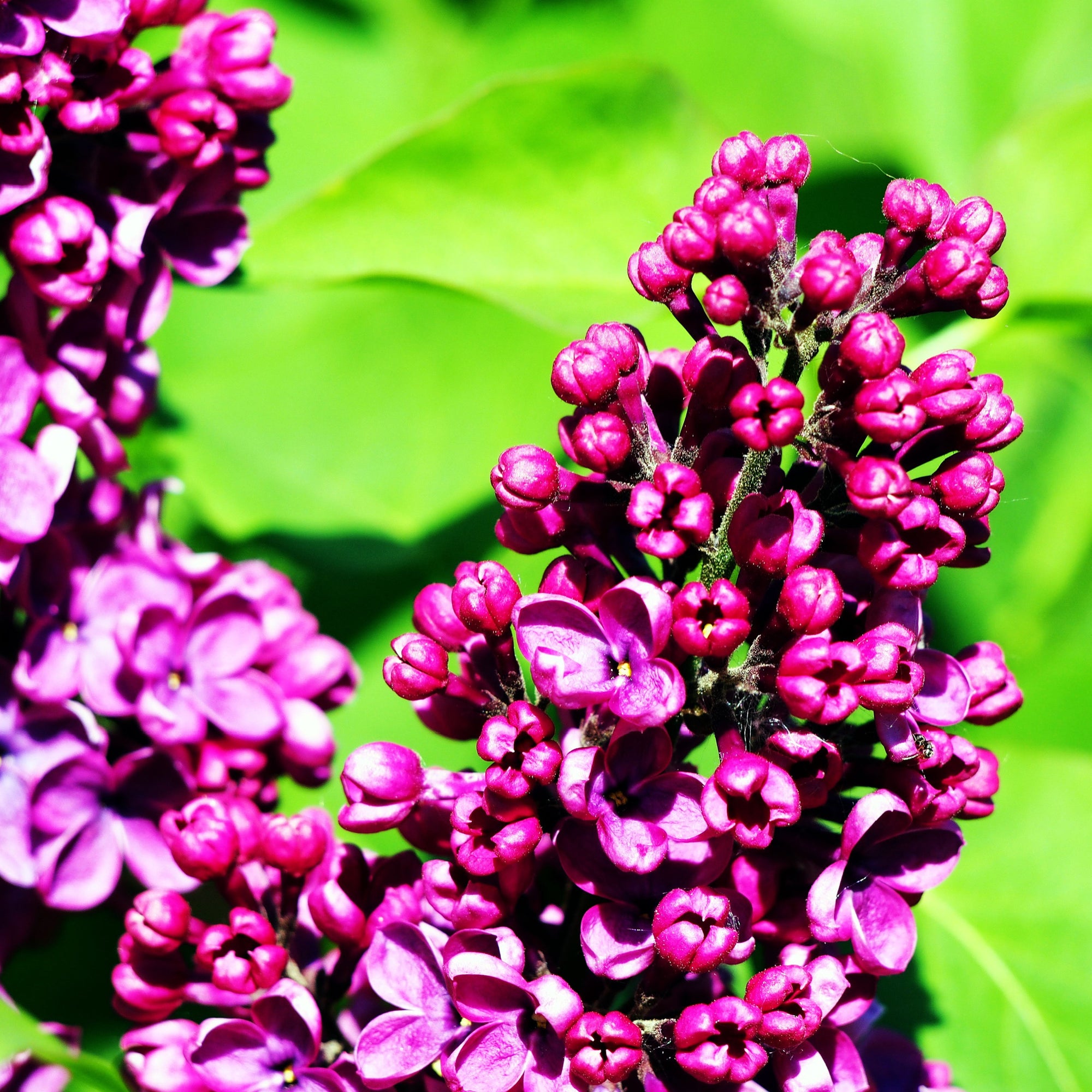 Syringa vulgaris 'Charles Joly' (Lilac) 2L