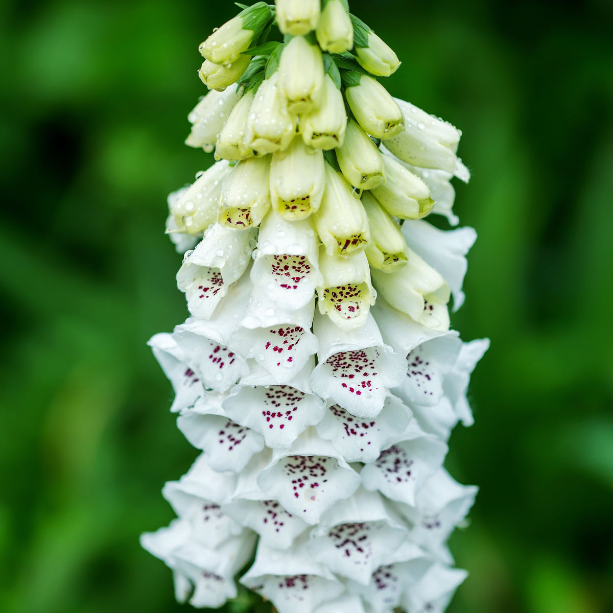 A close-up of Digitalis purpurea &#39;Dalmation White&#39; 9cm/3L, a white perennial foxglove with tubular blooms featuring purple spots, clustered against a blurred green background. Dewdrops sparkle on its delicate petals.