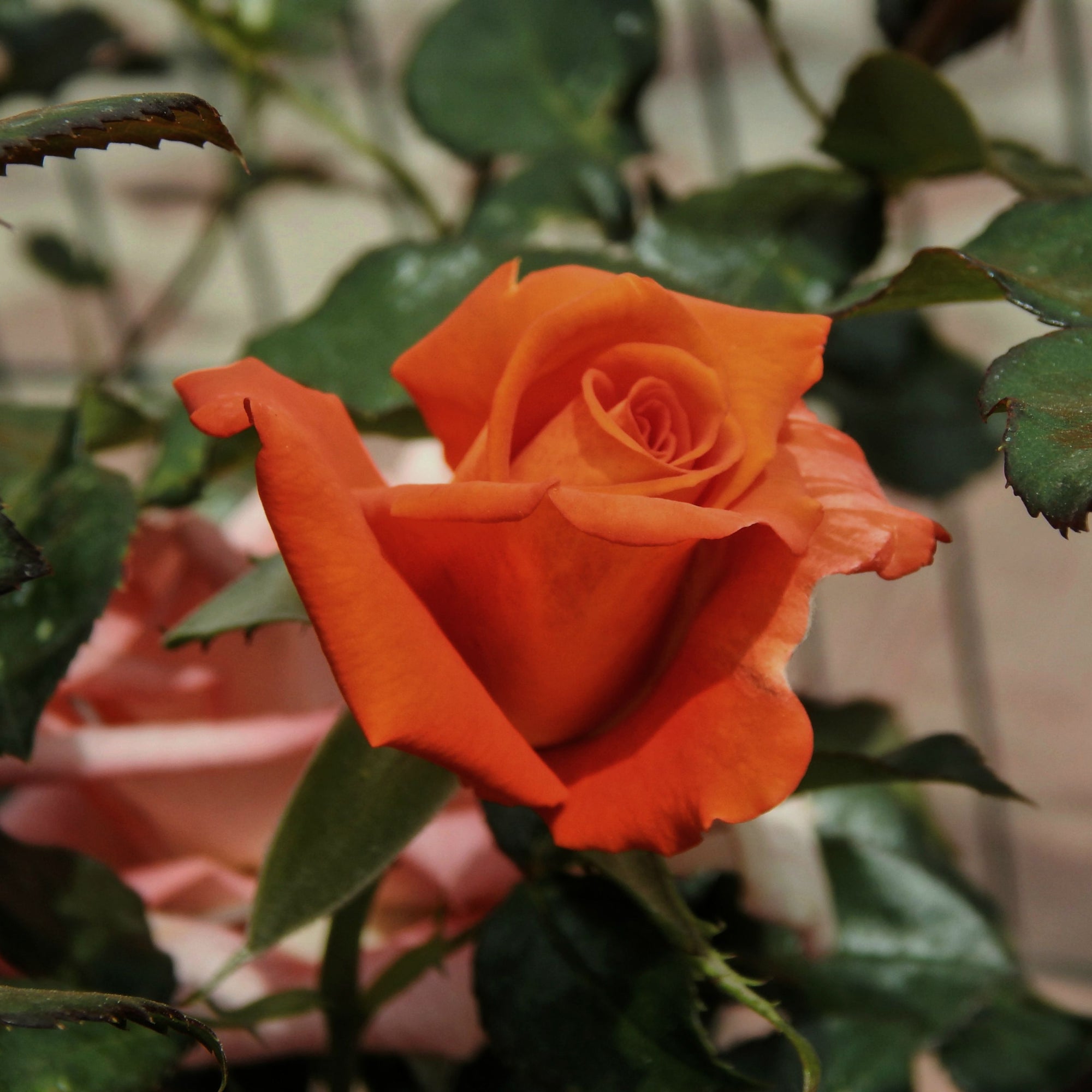 Patio Standard Rose 'Orange' 80-90cm