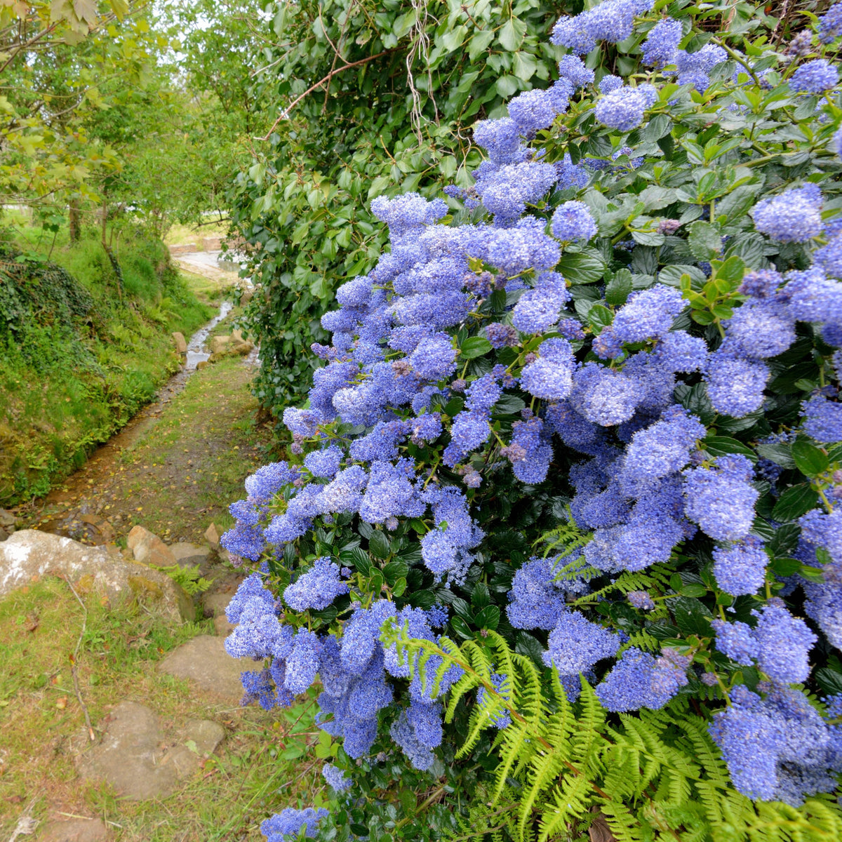 A lush garden scene featuring the Ceanothus &#39;Puget Blue&#39; (Californian Lilac) 9cm / 2L, covered in powdery blue flowers by a winding dirt path and stream, surrounded by greenery and ferns.