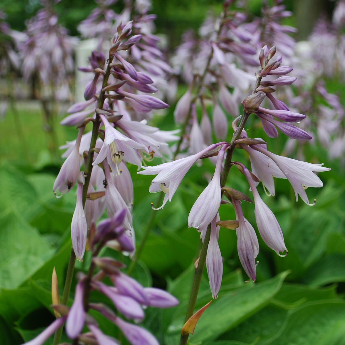 Hosta sieboldiana var. elegans &#39;Plantain Lily&#39; 1.5L