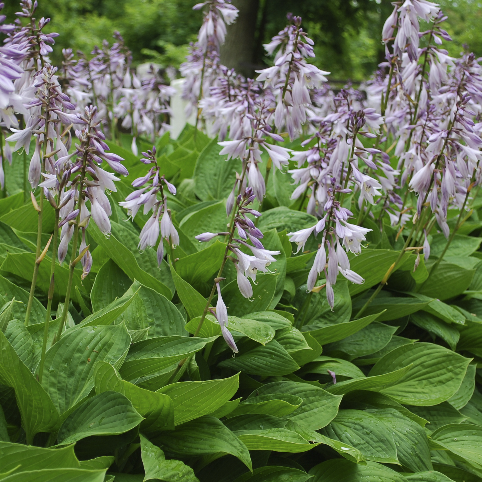 Hosta sieboldiana var. elegans 'Plantain Lily' 1.5L