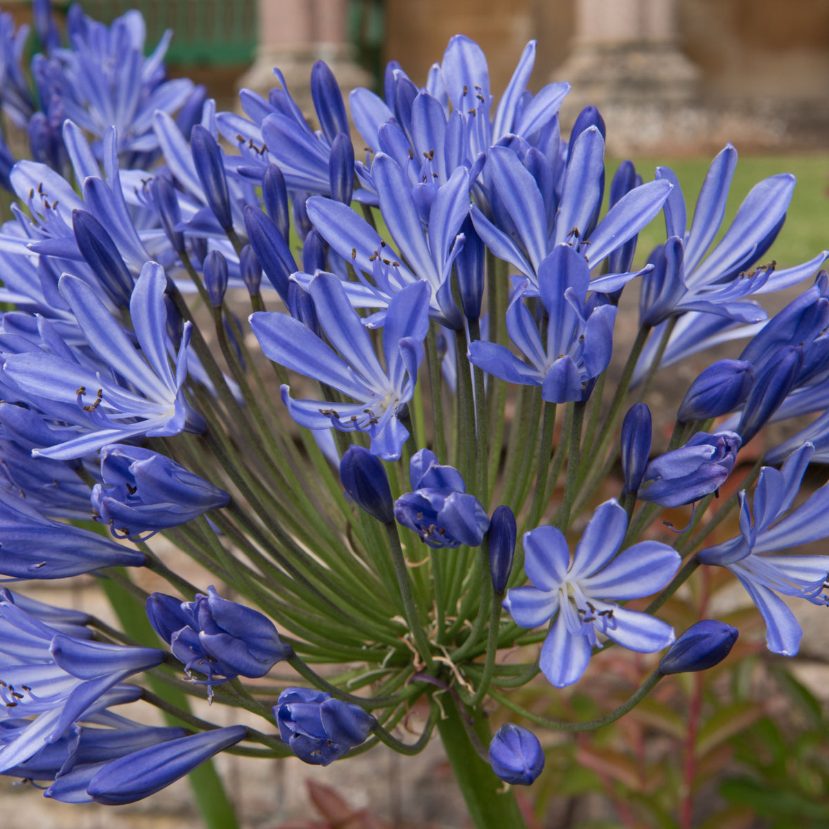 A cluster of vibrant Agapanthus &#39;Blue Umbrella&#39; (9cm / 2L) perennial blue flowers in bloom with long green stems—ideal for brightening garden borders.
