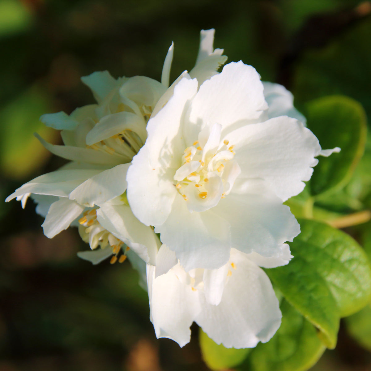 Philadelphus &#39;Schneesturm&#39; 1L