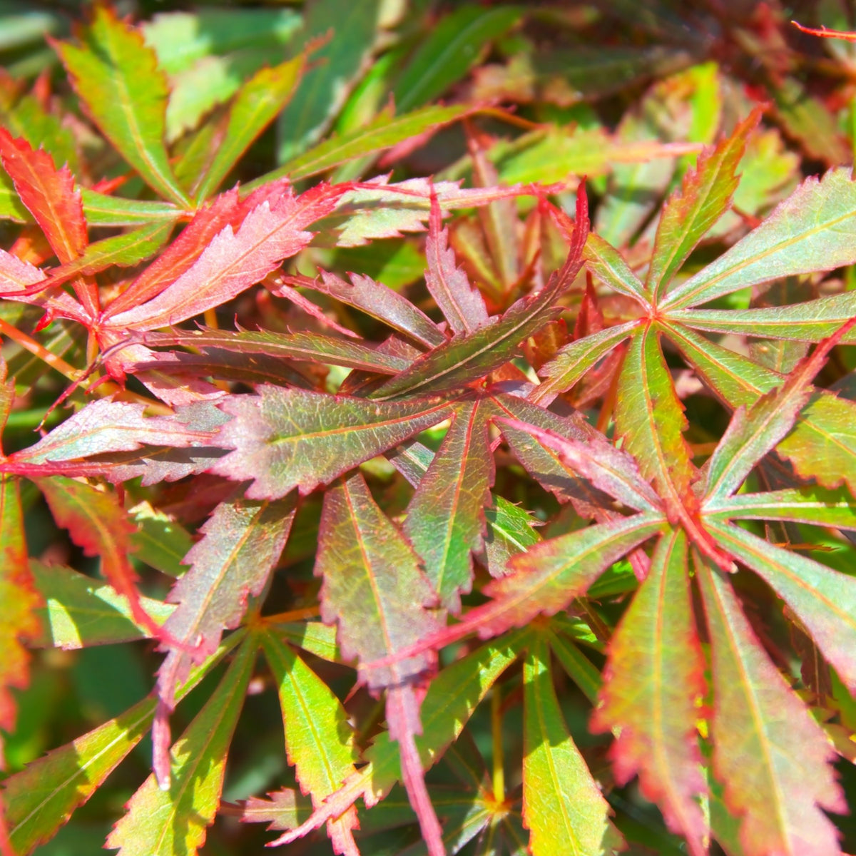 Close-up of Acer palmatum Jerre Schwartz 3L / 35L foliage, a colorful deciduous shrub with pointed leaves in shades of red, orange, and green, overlapping in sunlight to create a vibrant garden display.