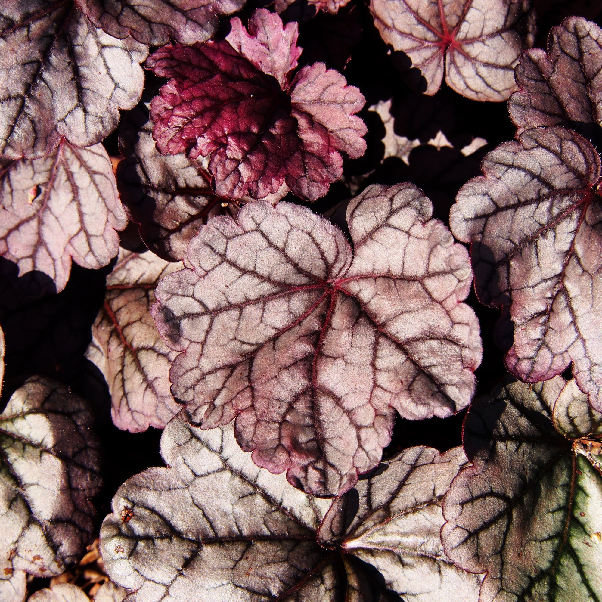 Heuchera 'Sugar Plum' 2L