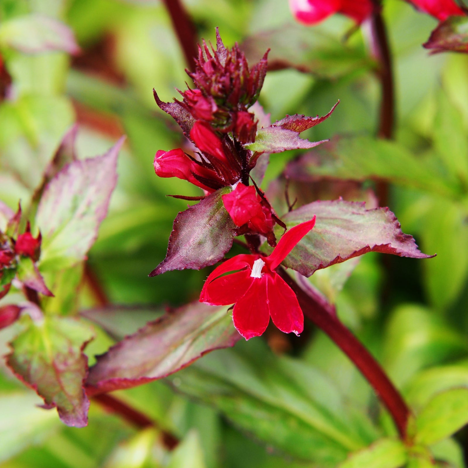 Lobelia cardinalis 'Queen Victoria' 9cm features clusters of bright scarlet-red flowers that contrast with lush green foliage, making this striking perennial a standout addition to any sunlit garden display.