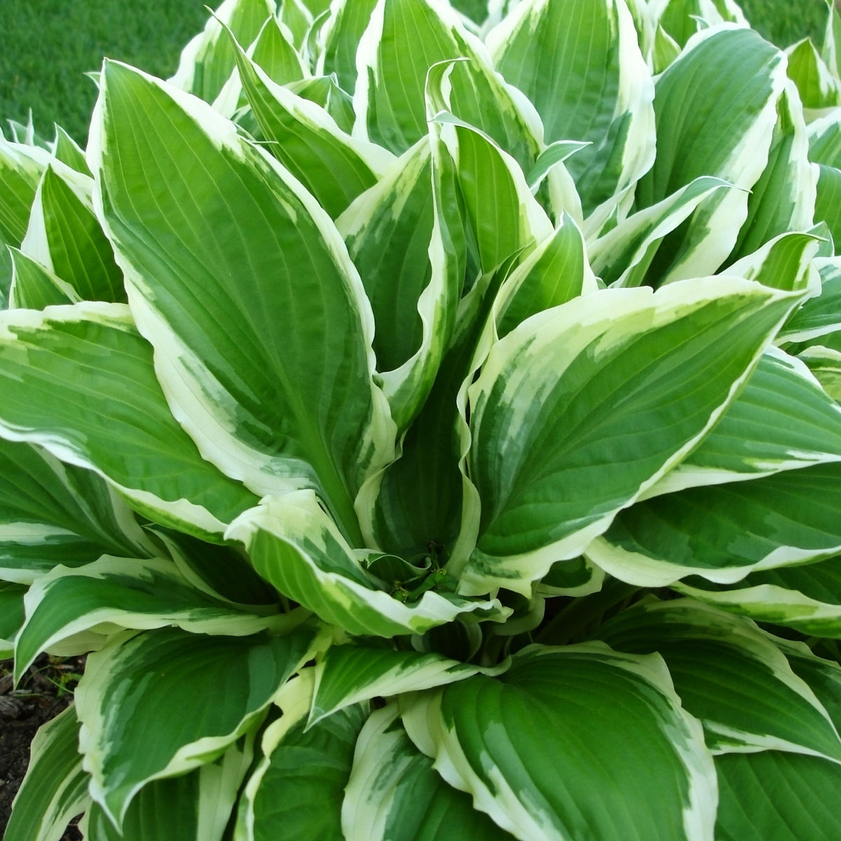A close-up of Hosta &#39;Wide Brim&#39; 9cm/2L shows its lush green leaves with creamy white edges, growing densely—ideal for adding texture and color to any shady garden corner.