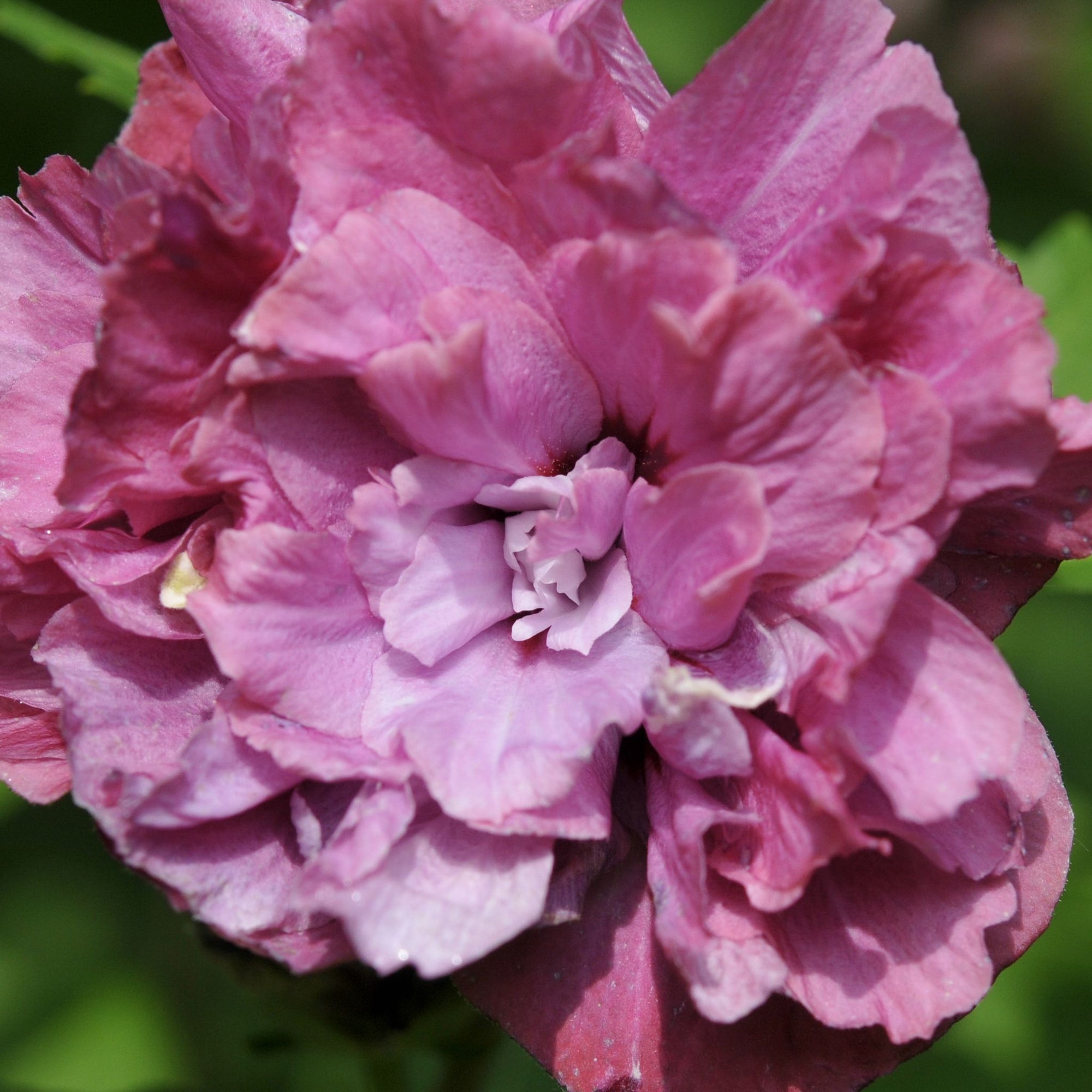 Hibiscus syriacus 'Duc De Brabant' 1.5L