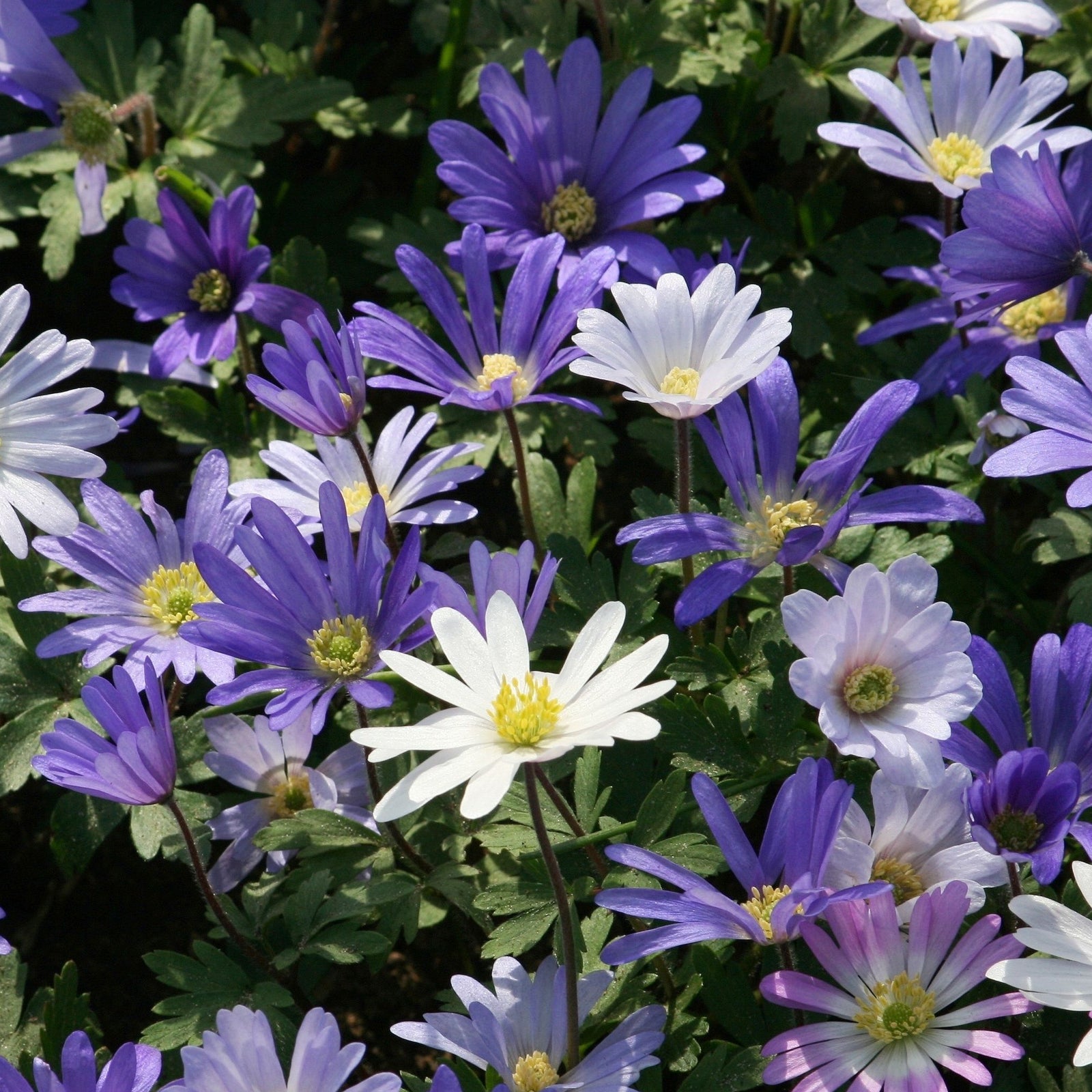 Anemone 'Blanda Blue Shades' (12 Bulbs) offers vibrant blue blooms with yellow centers and green foliage—a stunning, low-growing plant perfect for massing with other spring-flowering bulbs.