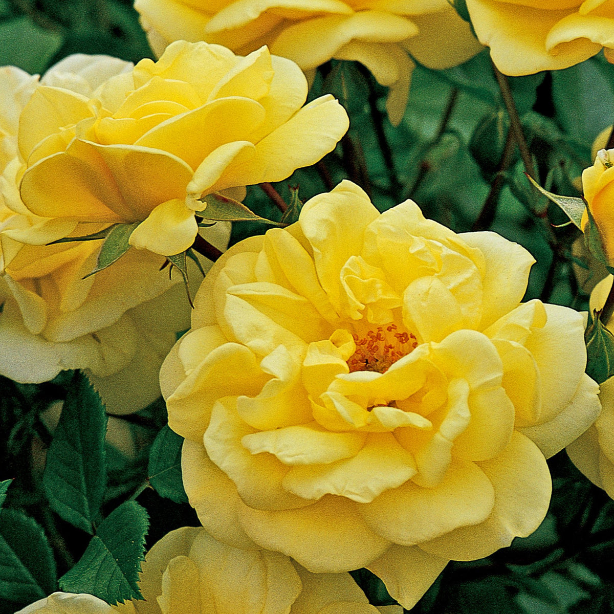 Close-up of Rose Golden Memories Floribunda with lush butter yellow petals and green leaves, highlighting the vibrant color and delicate texture. 4L potted rose. PRE ORDER DECEMBER &#39;25.