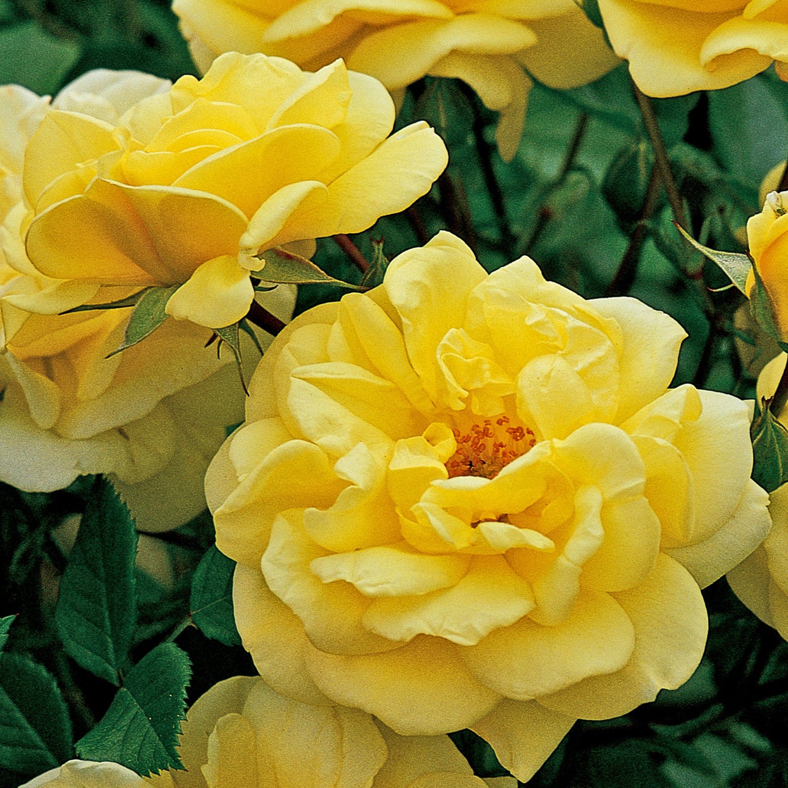 Close-up of Rose Golden Memories Floribunda with lush butter yellow petals and green leaves, highlighting the vibrant color and delicate texture. 4L potted rose. PRE ORDER DECEMBER '25.