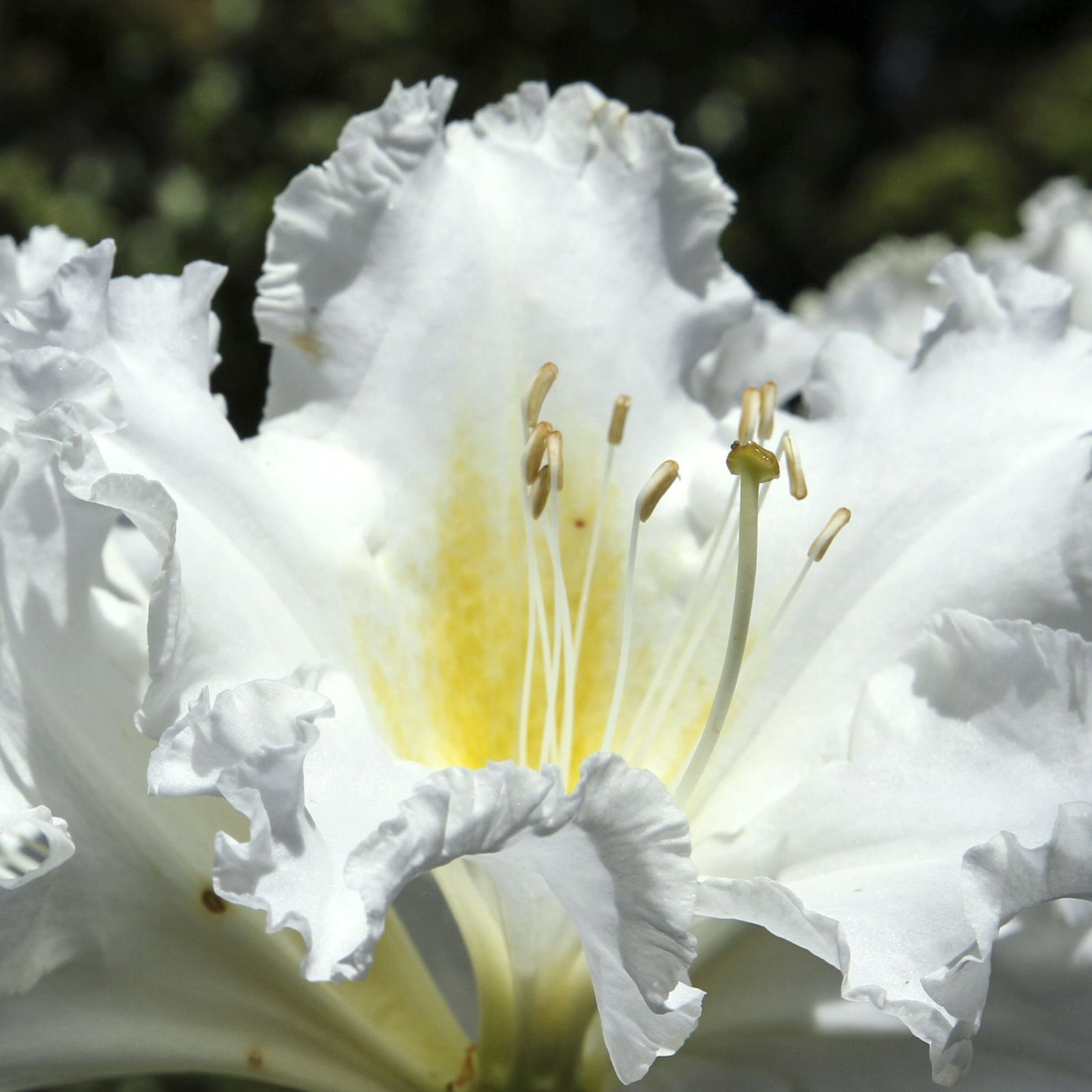 Close-up of Rhododendron 'Madame Masson' 2L/5L blooms: pearl white ruffled petals with yellow streaks and visible stamens, set against a softly blurred green background on this classic evergreen shrub.