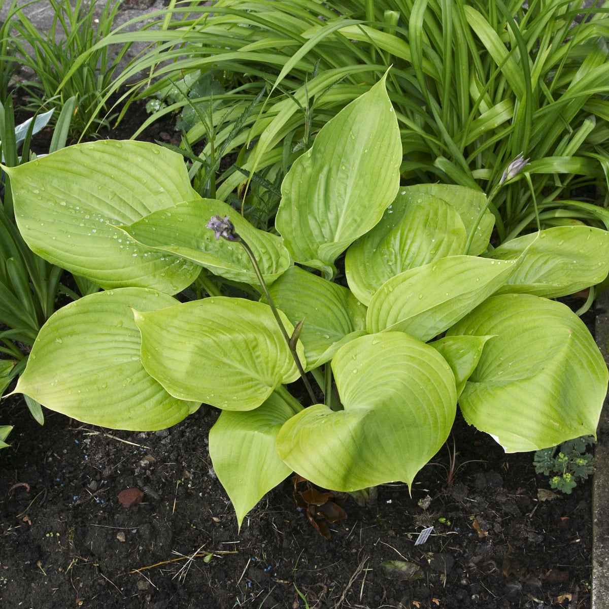 Hosta &#39;Sum and Substance&#39; 9cm is a perennial standout, prized for its bold, large leaves that add striking appeal to any garden.