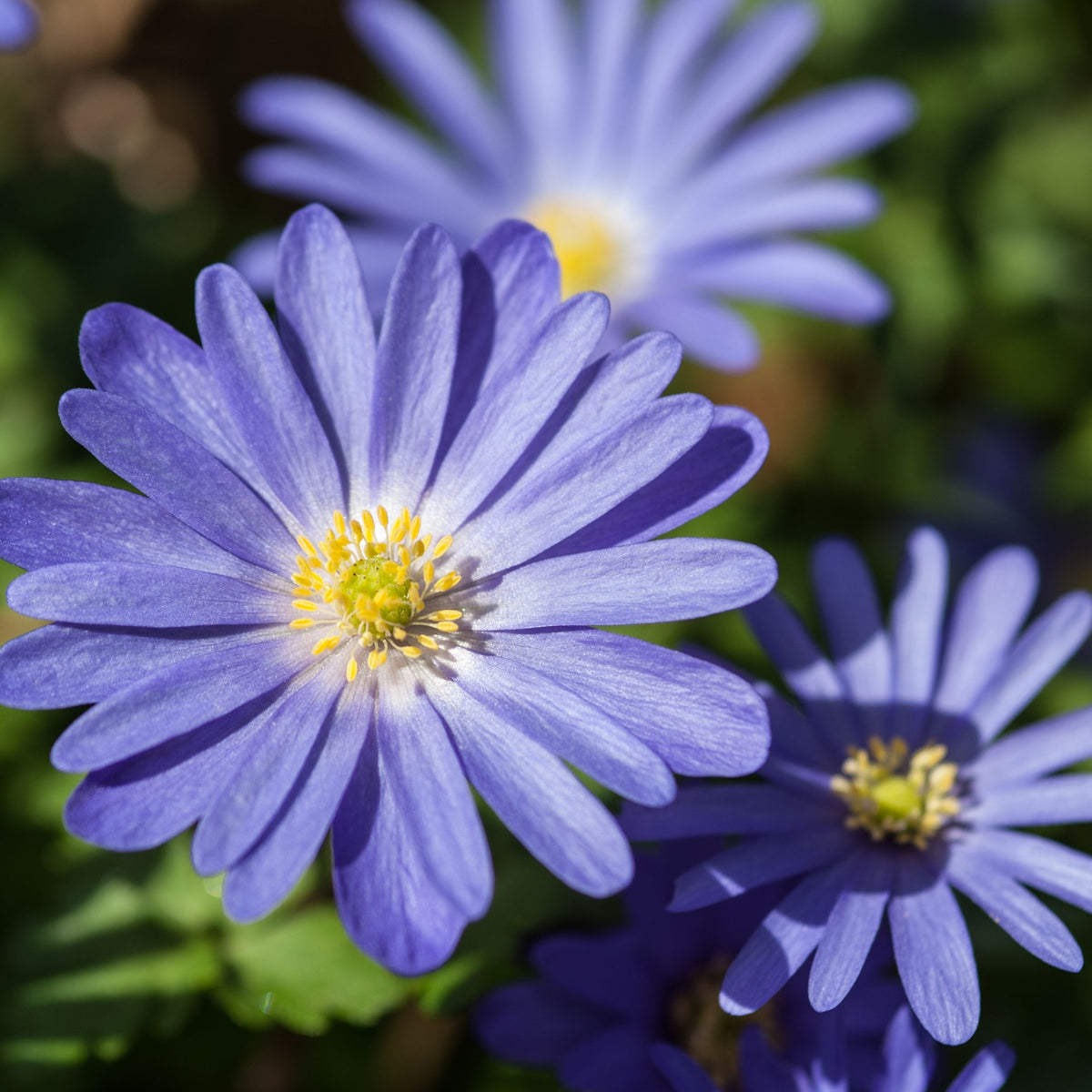 Close-up of vibrant purple-blue daisy-like flowers with yellow centers, blooming from Anemone &#39;Blanda Blue Shades&#39; (12 Bulbs), surrounded by green leaves in bright sunlight.