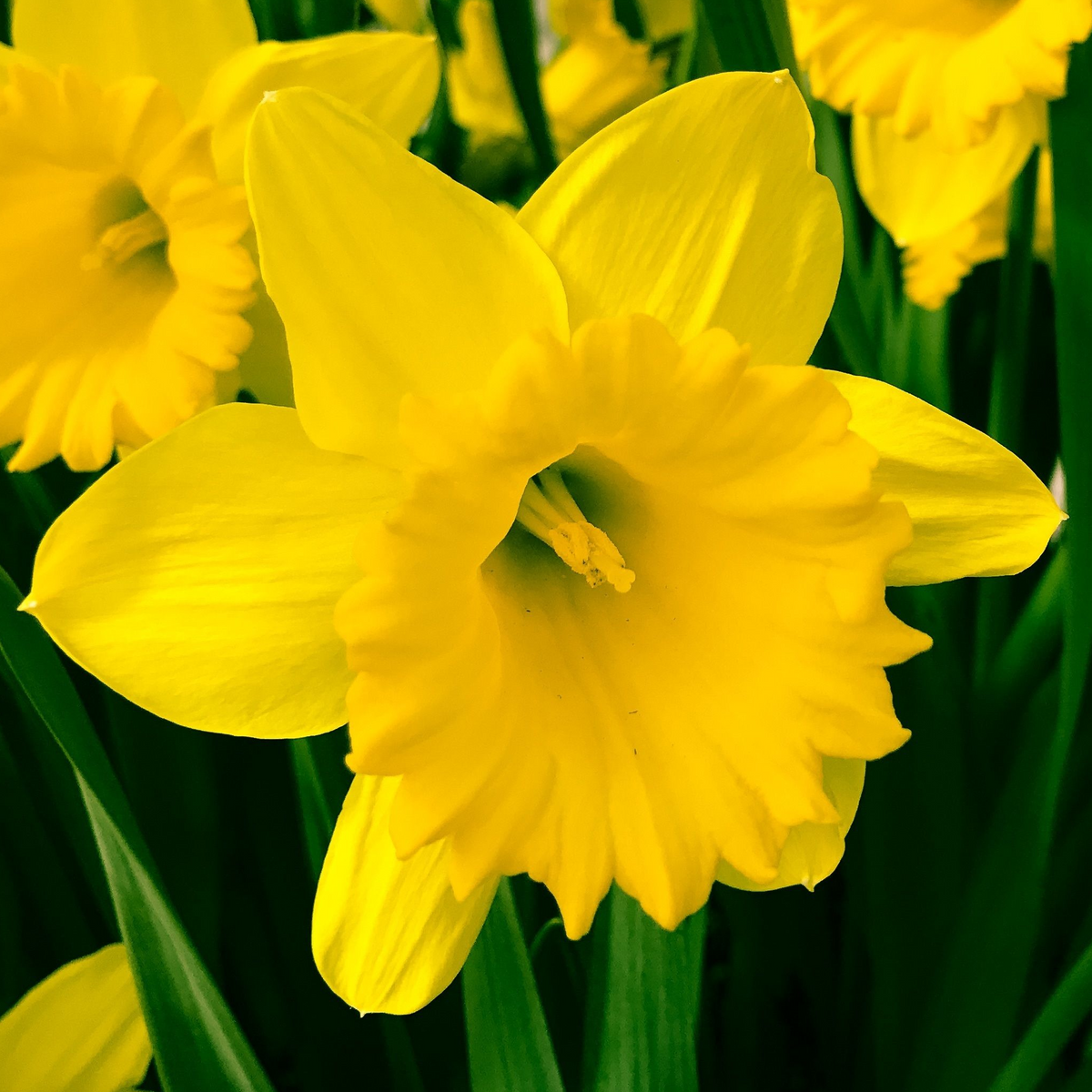 Close-up of Daffodil &#39;Yellow Trumpet&#39; in full bloom, showcasing its star-shaped yellow flowers with lush green leaves and more daffodils in the background.