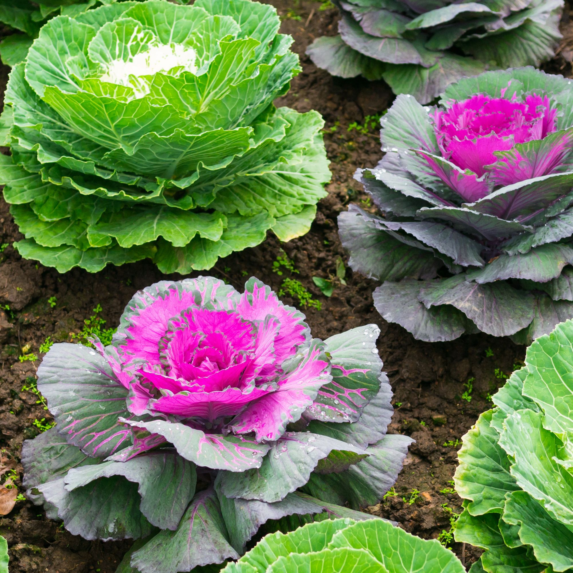 Ornamental Brassica Cabbage (3 Plants in 12cm Pots)