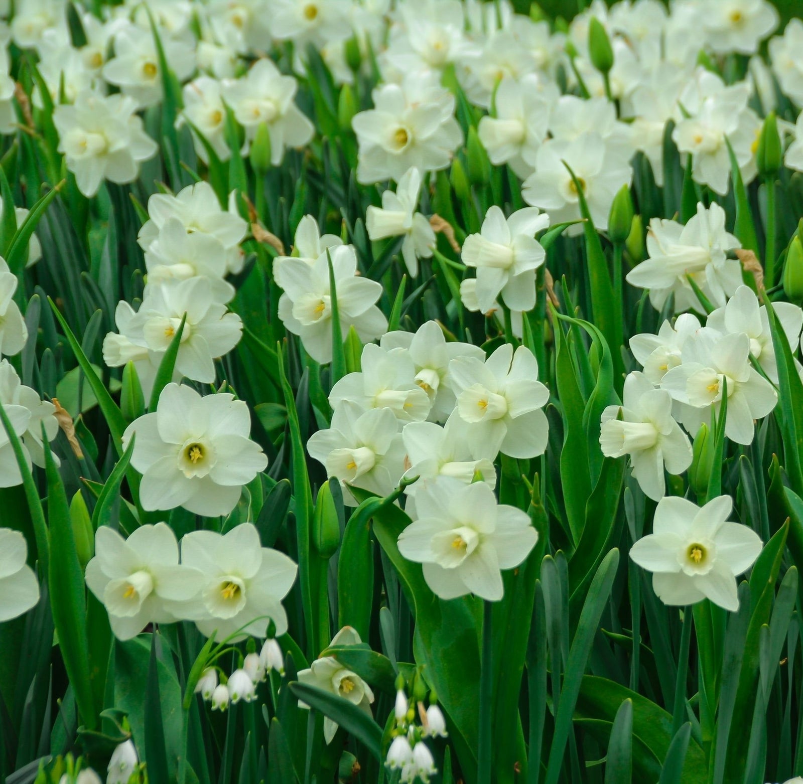 Narcissi Scented White Mix | Dwarf White Daffodil Bulbs (8 Bulbs)