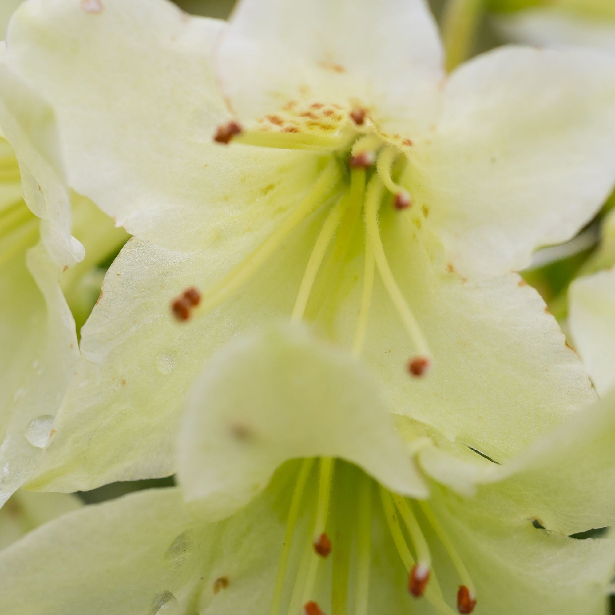 Dwarf Rhododendron 'Shamrock' 2L