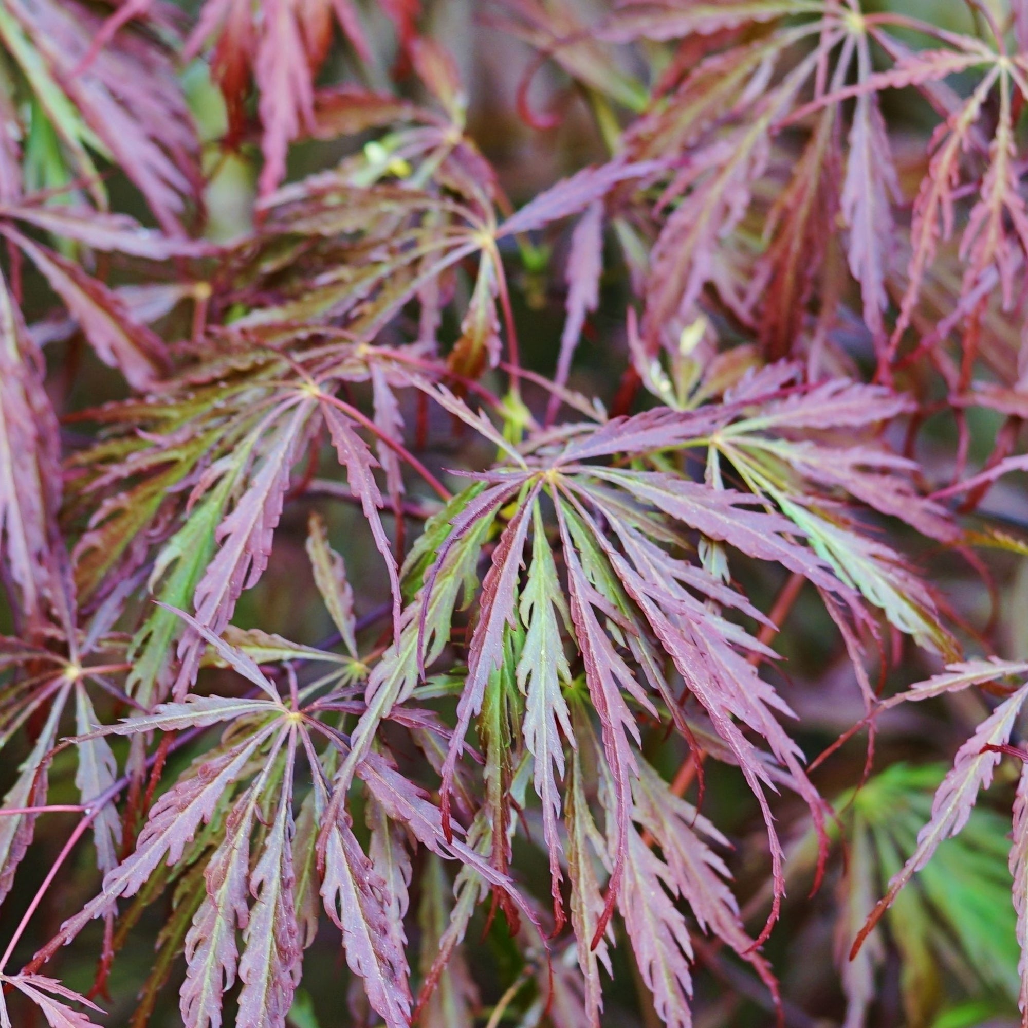 Acer palmatum Garnet 3L