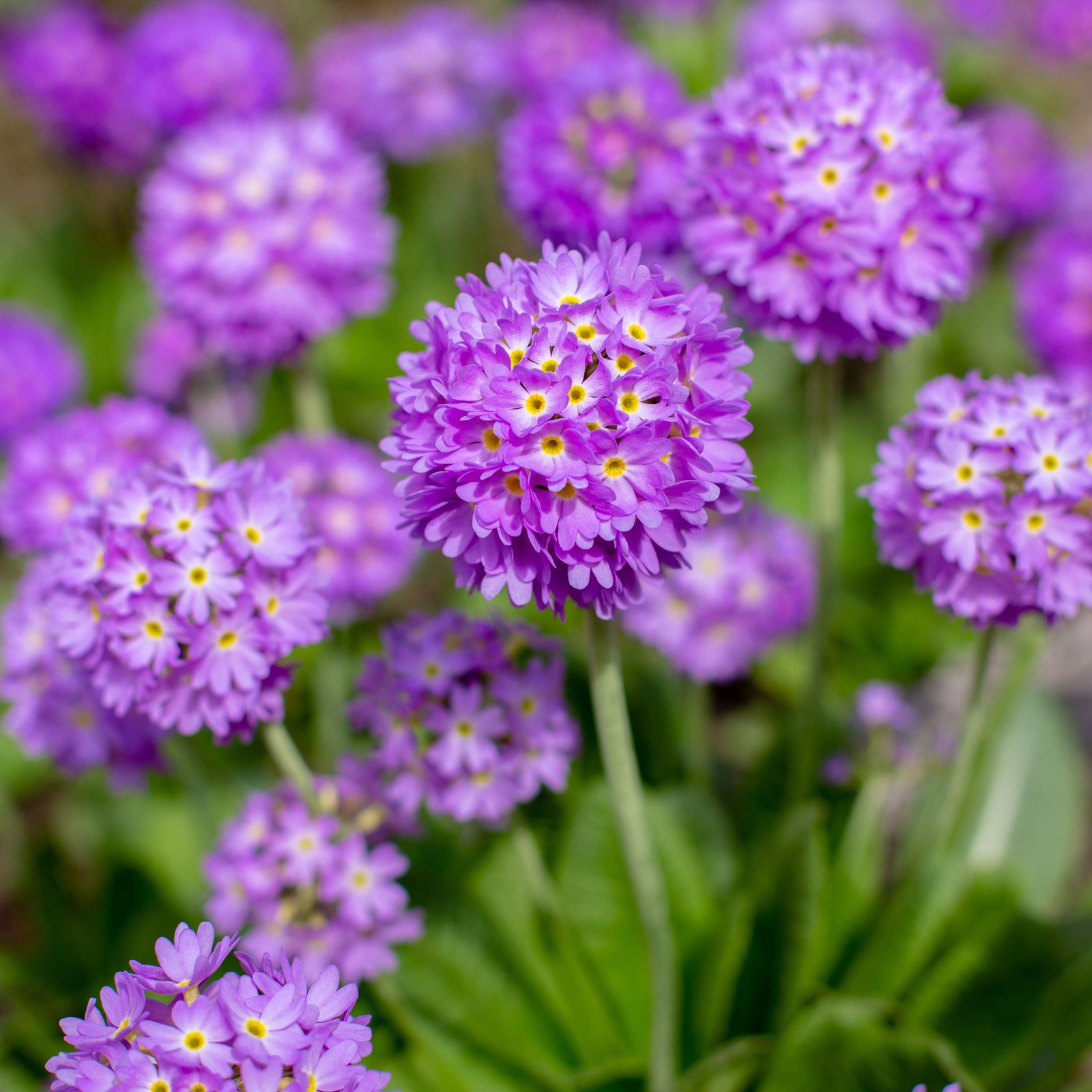 Close-up of Primula denticulata Lilac (Drumstick Primrose) 9cm/1.5L featuring clustered purple blooms with yellow centers, rising above lush green leaves, with additional blossoms softly blurred in the background.