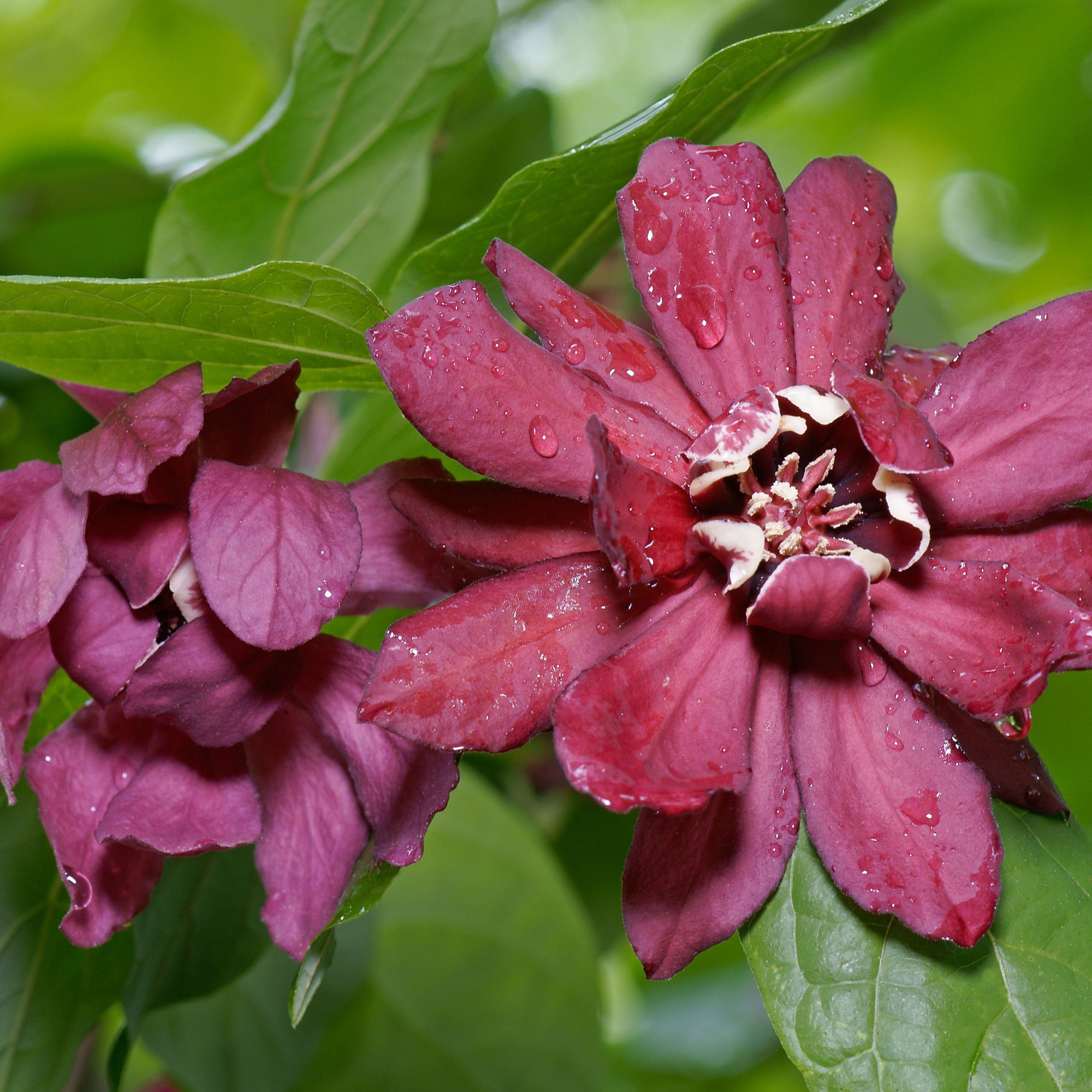 Calycanthus Floridus 3L