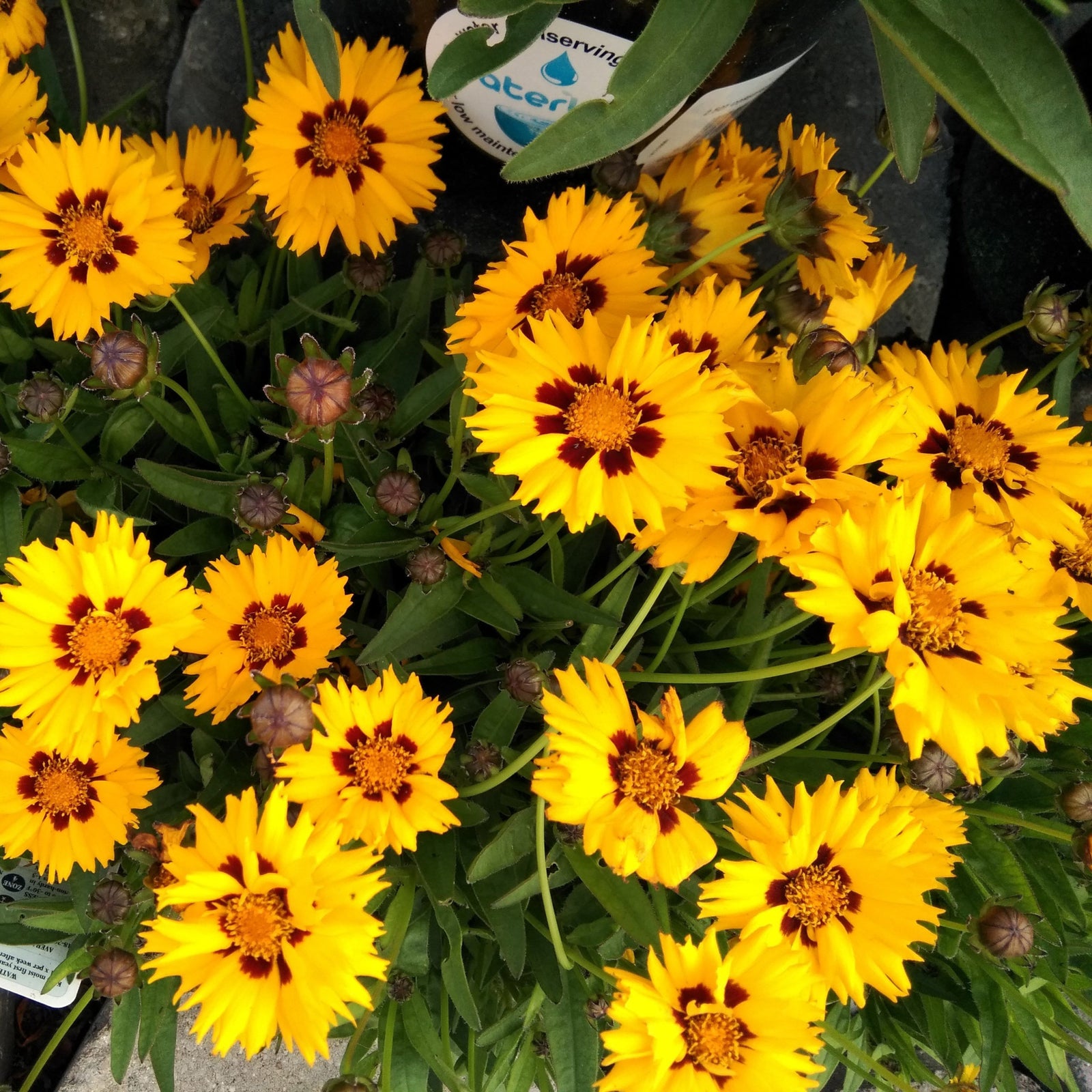Coreopsis grandiflora Sunfire 9cm/1.5L is a drought-tolerant perennial with bright yellow, jagged petals and dark red centers, surrounded by green leaves and buds, viewed from above.
