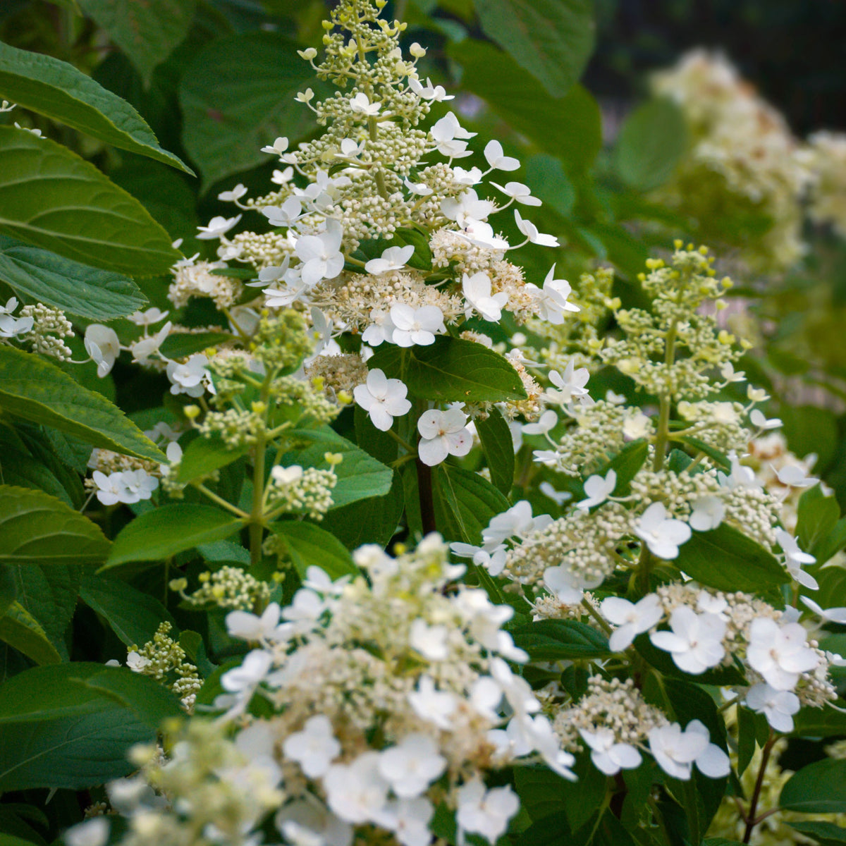 Hydrangea paniculata &#39;Kyushu&#39; 2/9.5L features clusters of striking white blooms among lush green leaves. Large flower heads and delicate petals create a vibrant, beautiful display that showcases the plant’s impressive splendor.