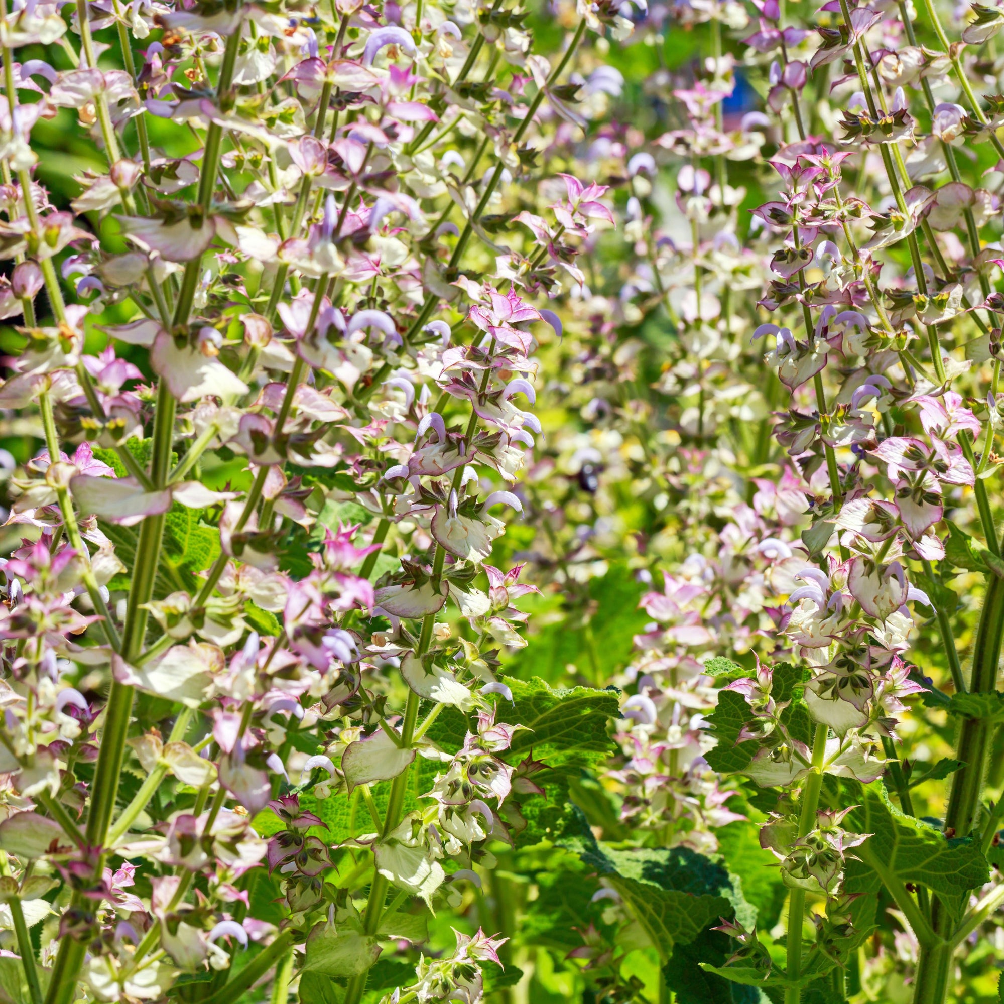 Salvia turkestanica 1L