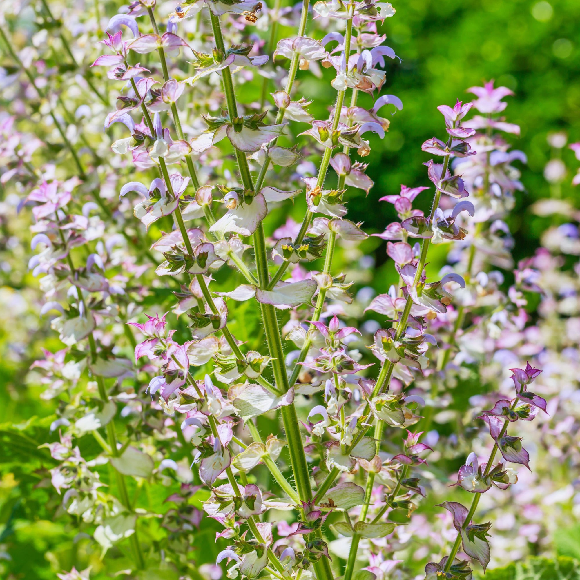 Salvia turkestanica 1L