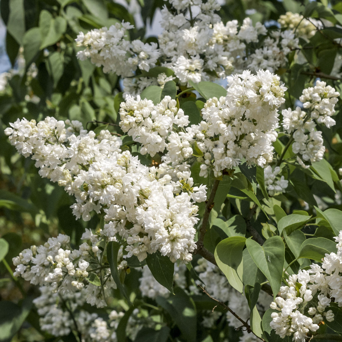 Clusters of white blossoms of Syringa vulgaris &#39;Madame Lemoine&#39; (Common Lilac) 2L bloom on leafy green branches, creating a lush, vibrant display.