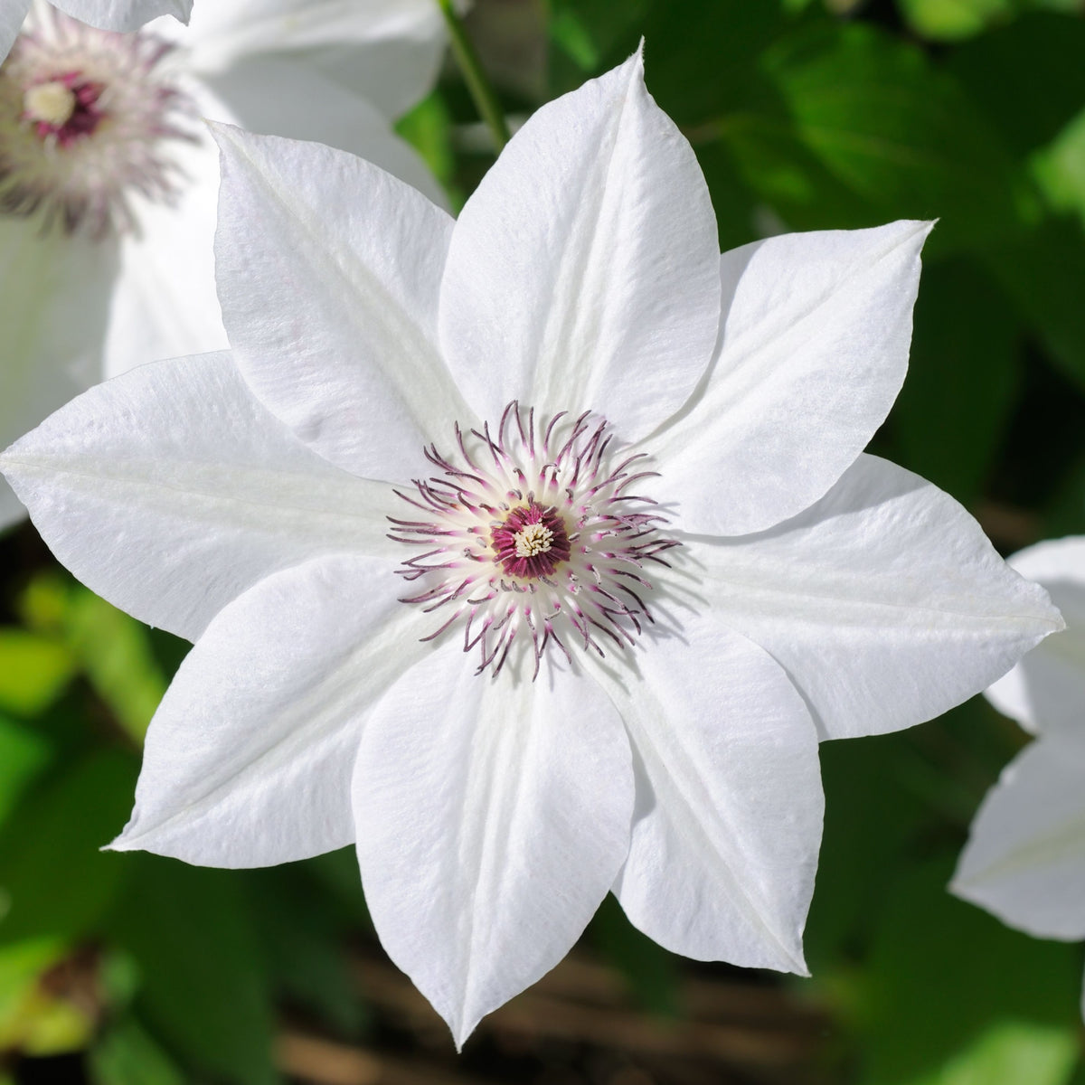 A close-up of Clematis &#39;Destiny&#39; 60cm shows a large white bloom with pointed petals and purple-tipped stamens at the center, set against a background of green leaves.