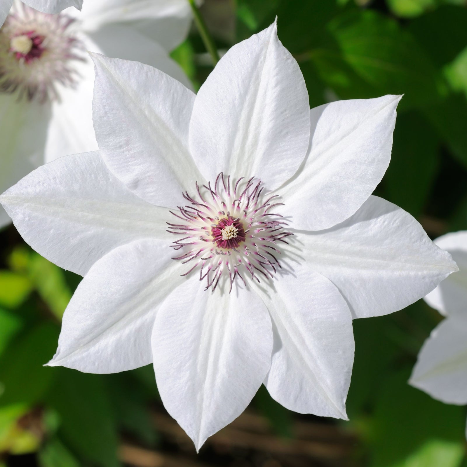 A close-up of Clematis 'Destiny' 60cm shows a large white bloom with pointed petals and purple-tipped stamens at the center, set against a background of green leaves.