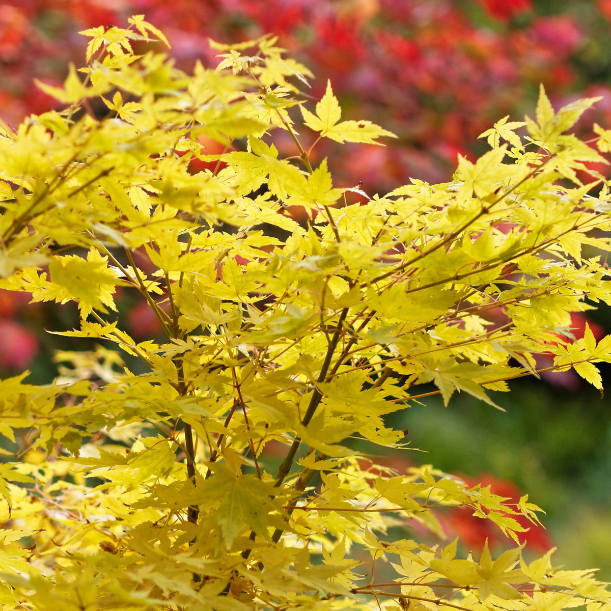 The Acer palmatum Bi-ho 3L displays bright yellow leaves in the foreground, with blurred red and green foliage behind, highlighting the vibrant autumn colors of this unique Japanese maple.