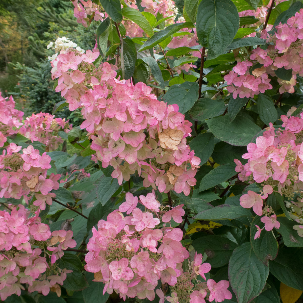 Hydrangea paniculata &#39;Pink Diamonds&#39; 1/2L