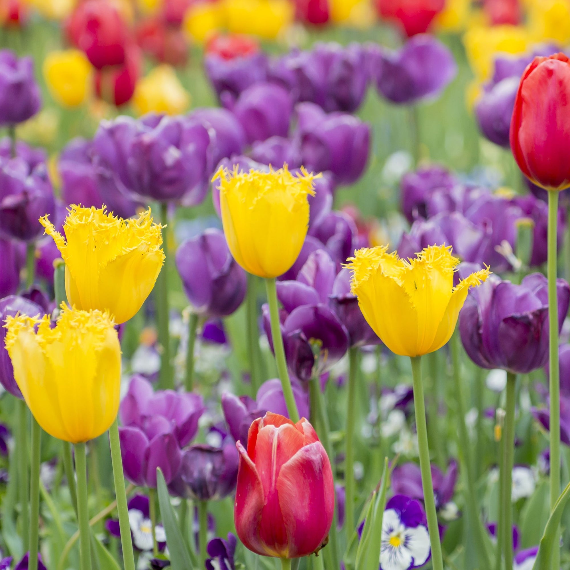 Tulip Crispa Mixture (6 Bulbs)