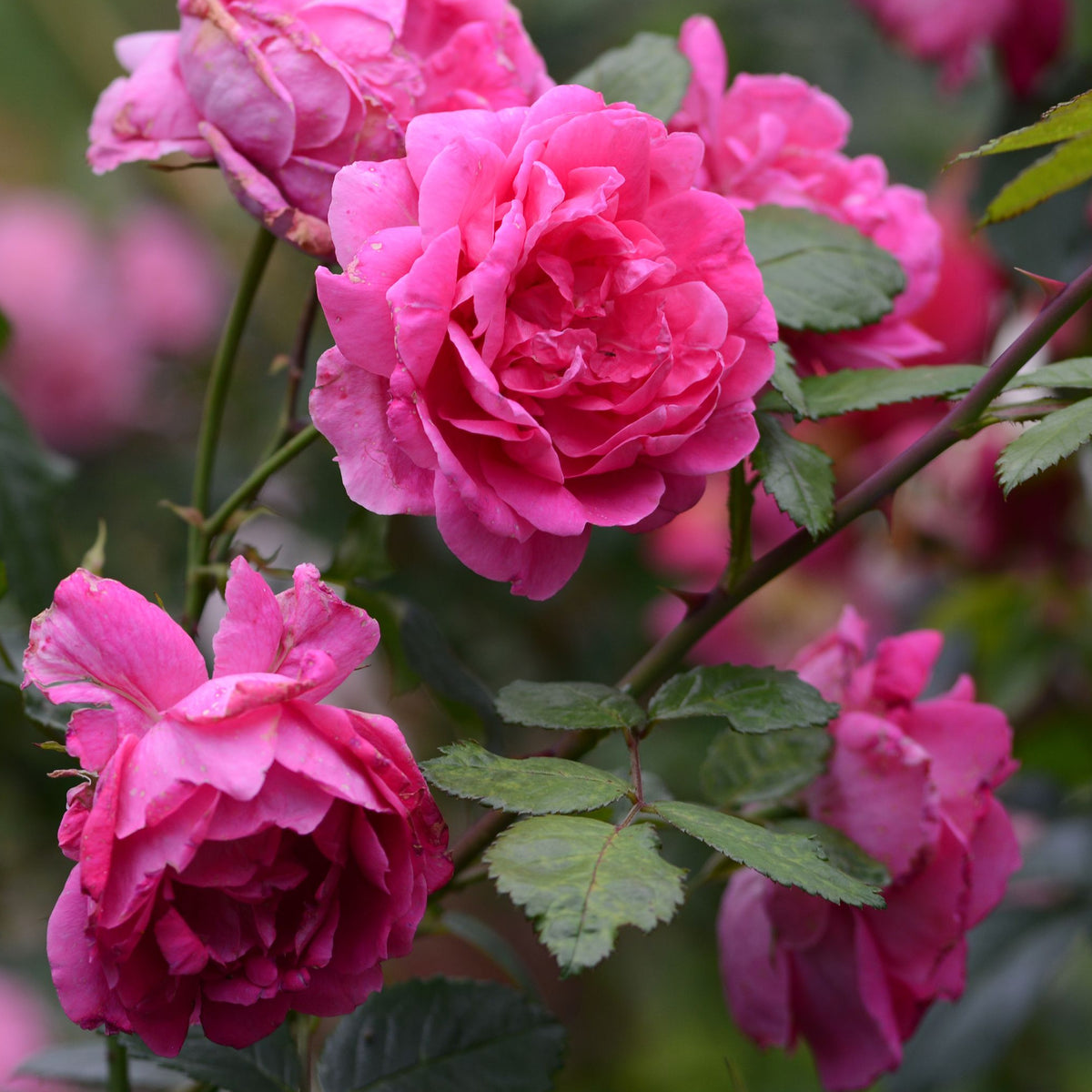 Pink Perpetue | Climbing Rose | 4L Potted Rose (PRE ORDER DECEMBER &#39;25)