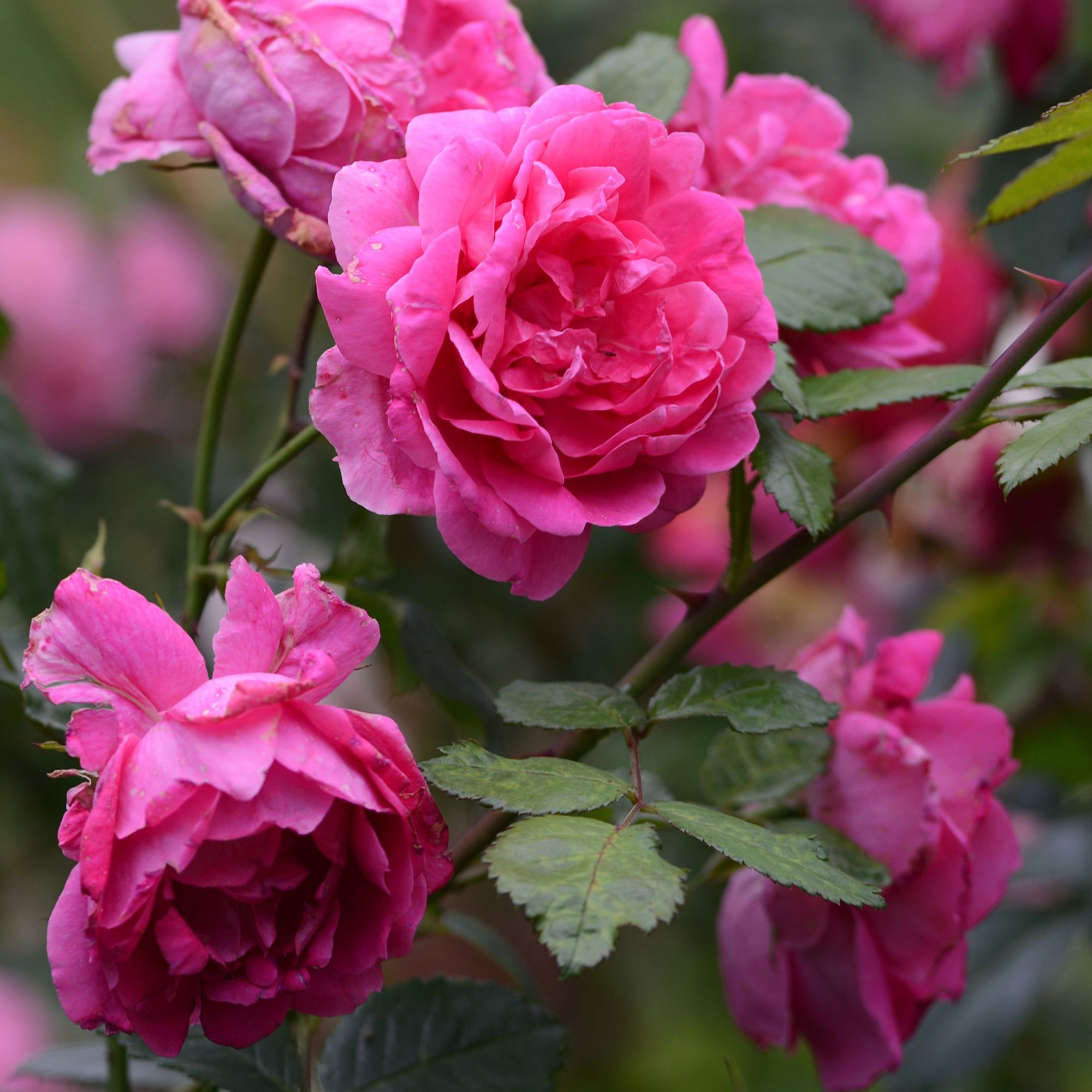 Pink Perpetue | Climbing Rose | 4L Potted Rose