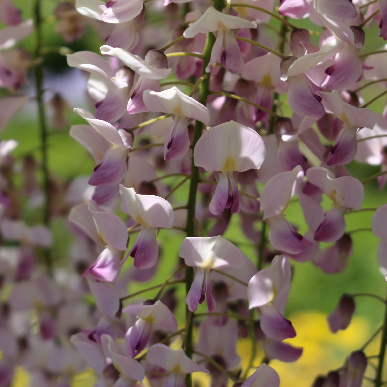 Wisteria floribunda 'Rosea' on Frame 1M 4L