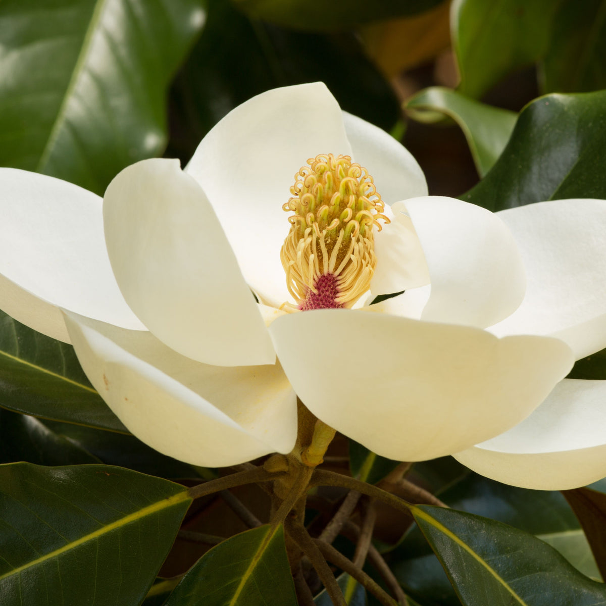 A close-up of the Evergreen Magnolia ‘Fairy Magnolia Honey Velvet’ (60-70cm), featuring glossy green leaves and fragrant cream flowers with large petals and yellow-tipped stamens.