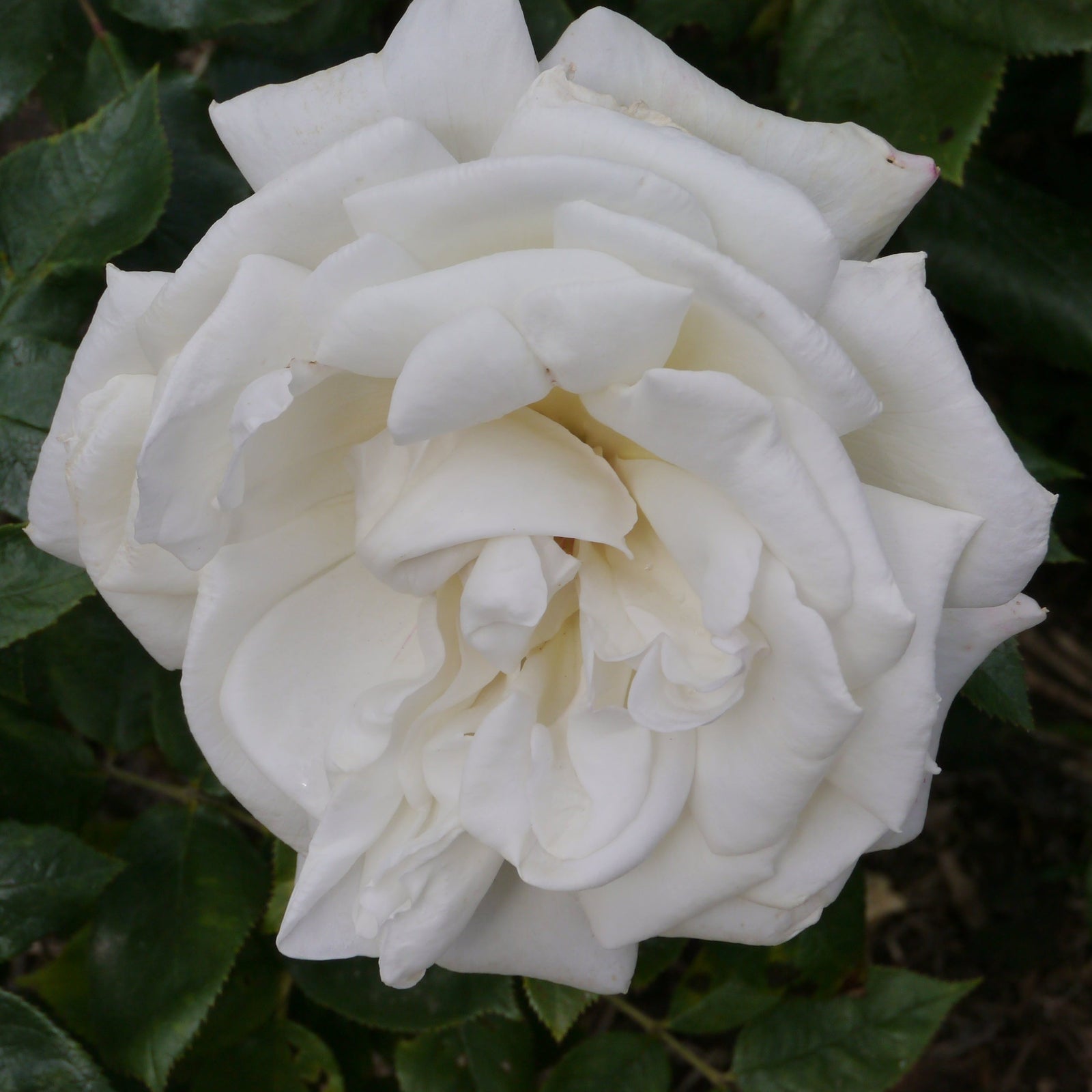 A close-up of Rose Silver Wedding, a hybrid tea rose with soft, layered white petals and green leaves. Available as a 4L potted rose (PRE ORDER DECEMBER '25).