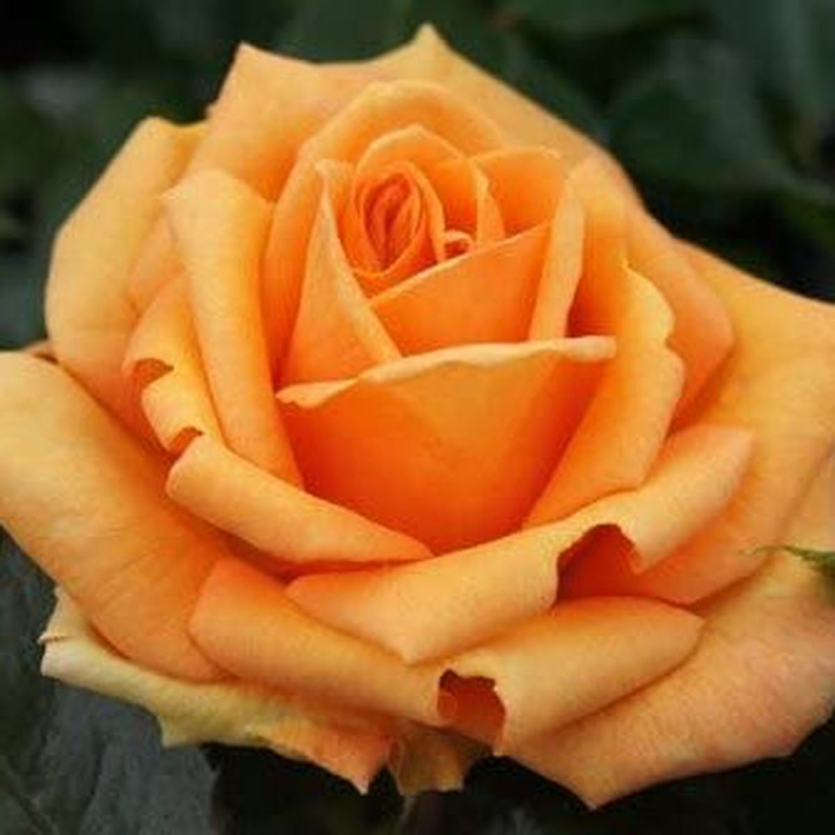 Close-up of a Simply The Best Hybrid Tea Rose in full bloom, its vibrant orange petals unfurled and fragrant, standing out against lush dark green leaves. 4L potted rose, available for pre-order December &#39;25.