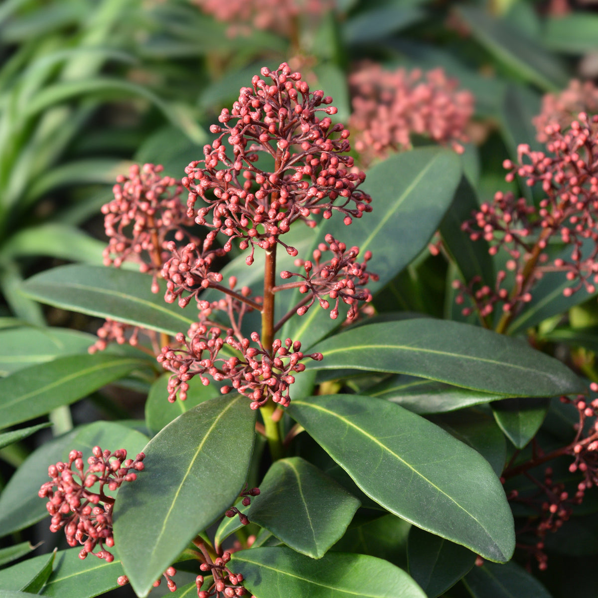 Clusters of small, round, reddish-pink buds grow atop glossy, dark green leaves on Skimmia japonica Rubella 9cm-10L, an evergreen shrub perfect for shade, offering vibrant flower clusters at various stages of bloom.