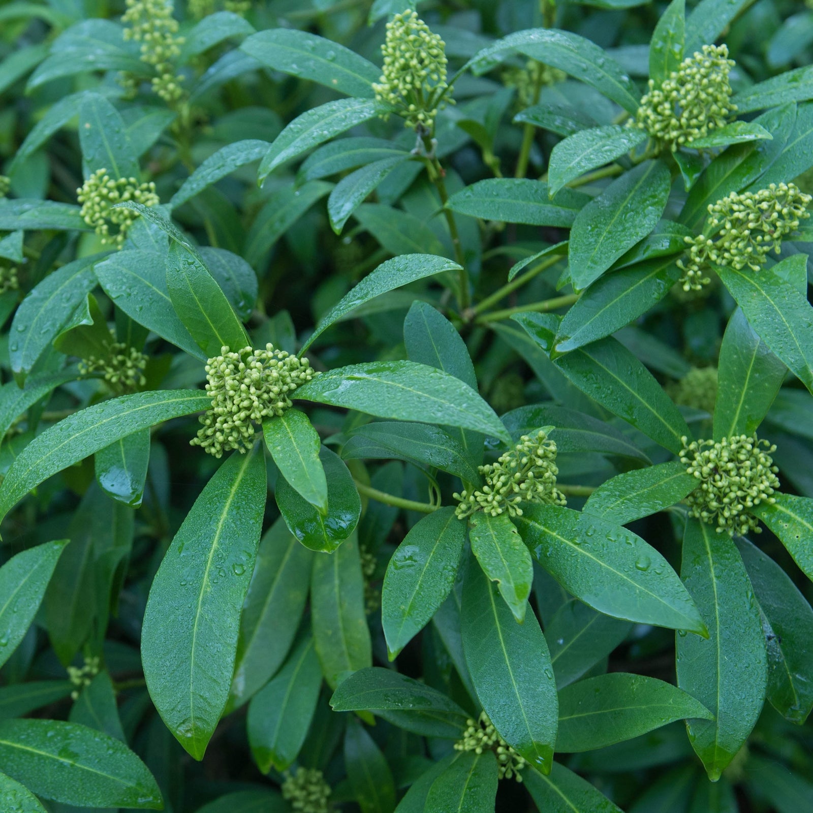 Close-up of Skimmia × confusa 'Kew Green' (2L / 5L), an evergreen shrub with glossy, elongated leaves and clusters of small, pale green buds. Water droplets glisten on the dense foliage, promising fragrant flowers.