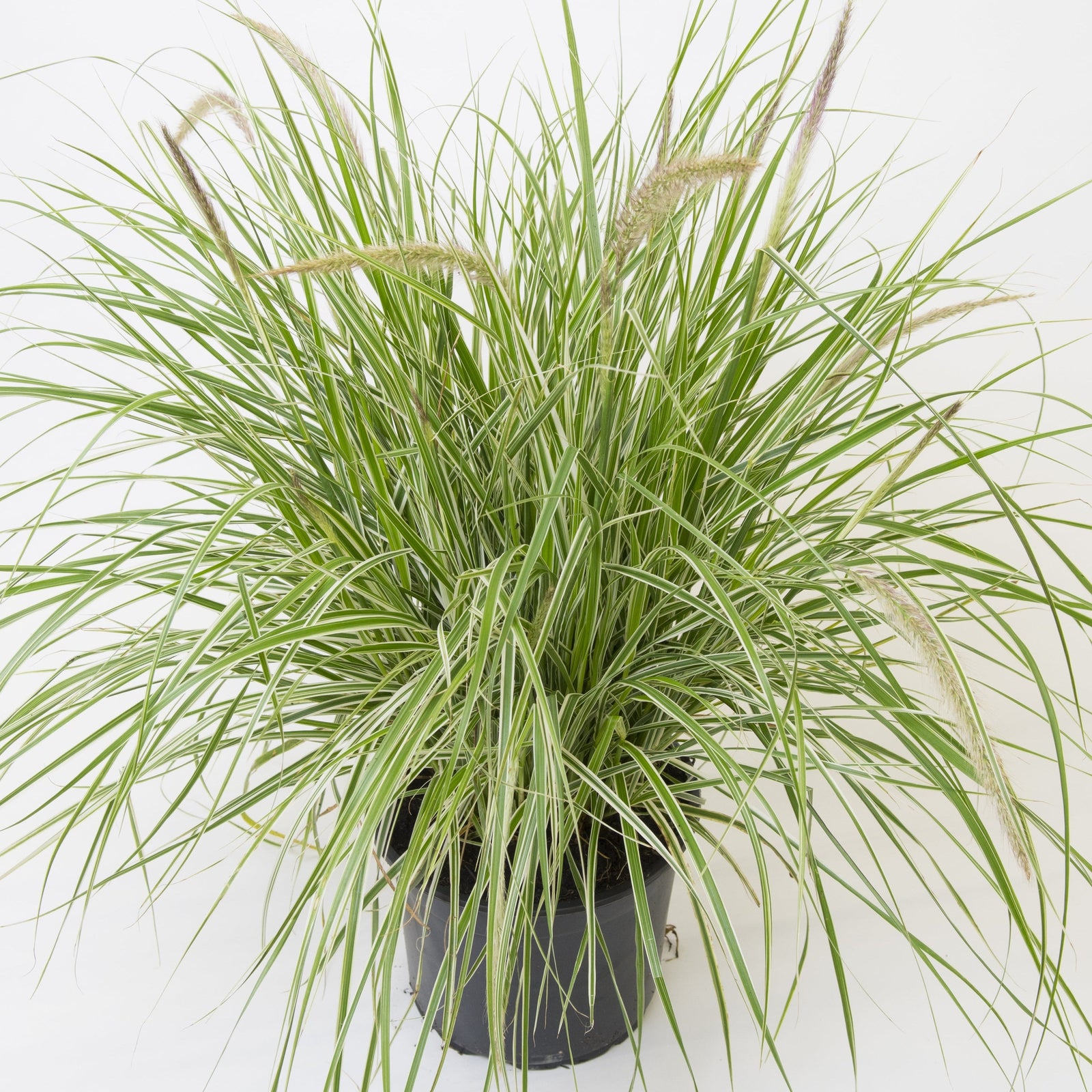 A black pot displays Pennisetum 'Sky Rocket' Ornamental Grass, featuring long, narrow variegated leaves with white stripes and several feathery, silvery pink flower plumes, set against a plain white background.