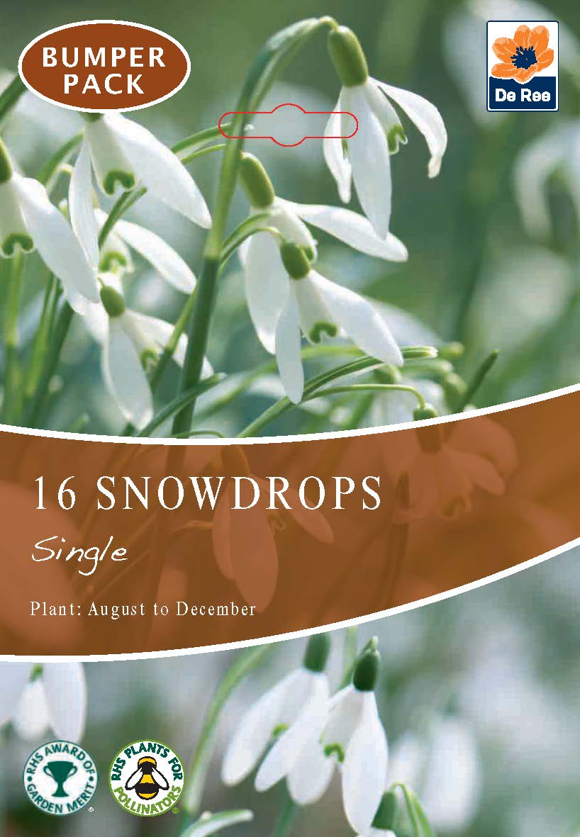 Snowdrops (16 Bulbs)