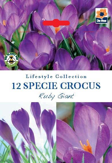 Close-up of vibrant purple Specie Crocus &#39;Ruby Giant&#39; flowers with green stems, sold as a pack of 12 bulbs. Early spring blooms loved by pollinators. Two inset photos highlight petal details; packaging includes assorted collection logos.