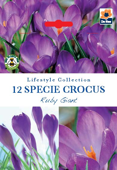 Specie Crocus 'Ruby Giant' (12 Bulbs)