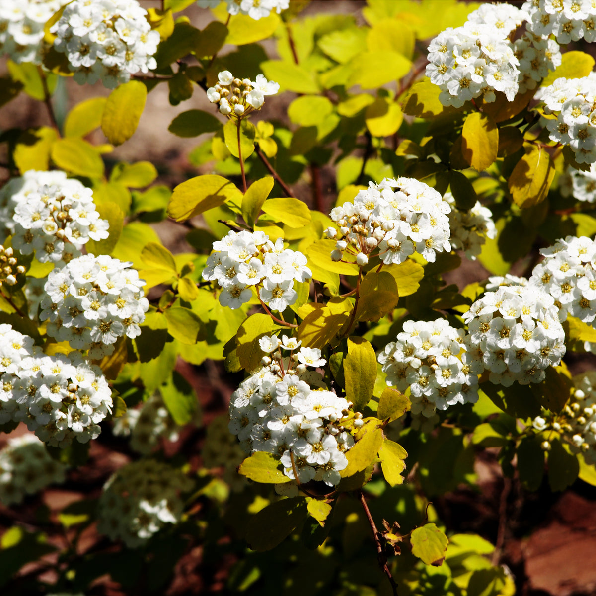 Clusters of small white flowers bloom on a Huge Spiraea- Gold Fountain 10L, its golden foliage glowing in sunlight against brown soil and blurred greenery.